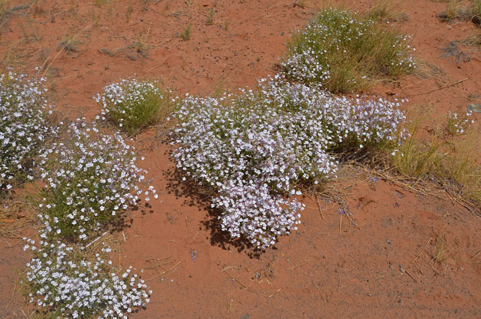 Gilia Beardtongue has 2 distinct varieties; both grow at elevations between 4,500 and 6,500 feet in the United States and northern Mexico. Penstemon ambiguous